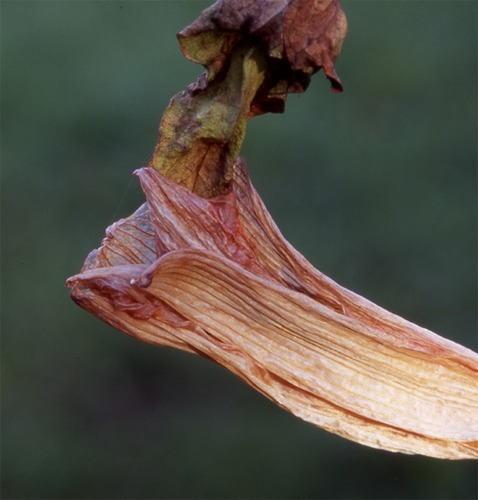 Lilienblüte am verwelken