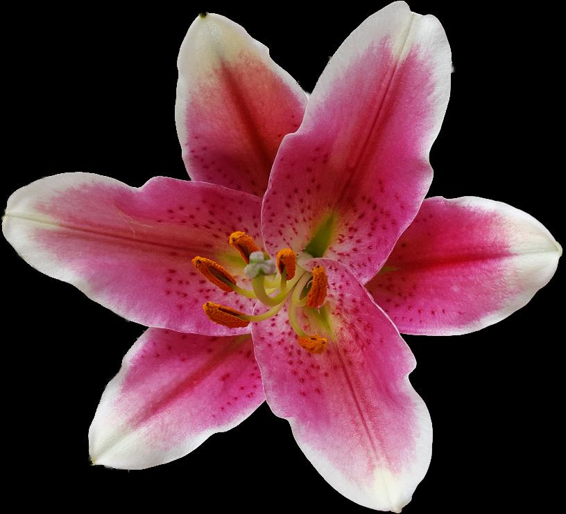 Lilienblüte 