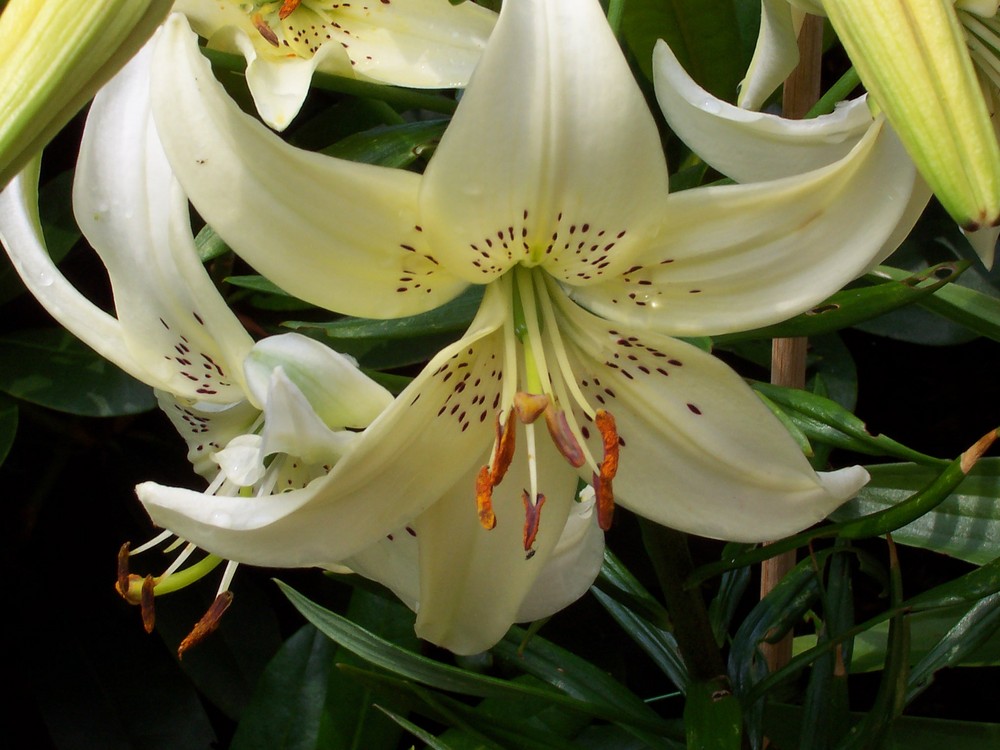 Lilienblüte