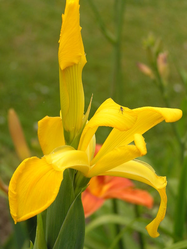 Lilienblüte