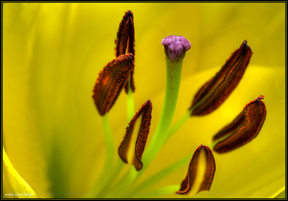 lilienblüte