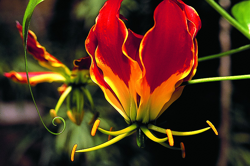Lilienblute Foto Bild Pflanzen Pilze Flechten Bluten Kleinpflanzen Blute Bilder Auf Fotocommunity