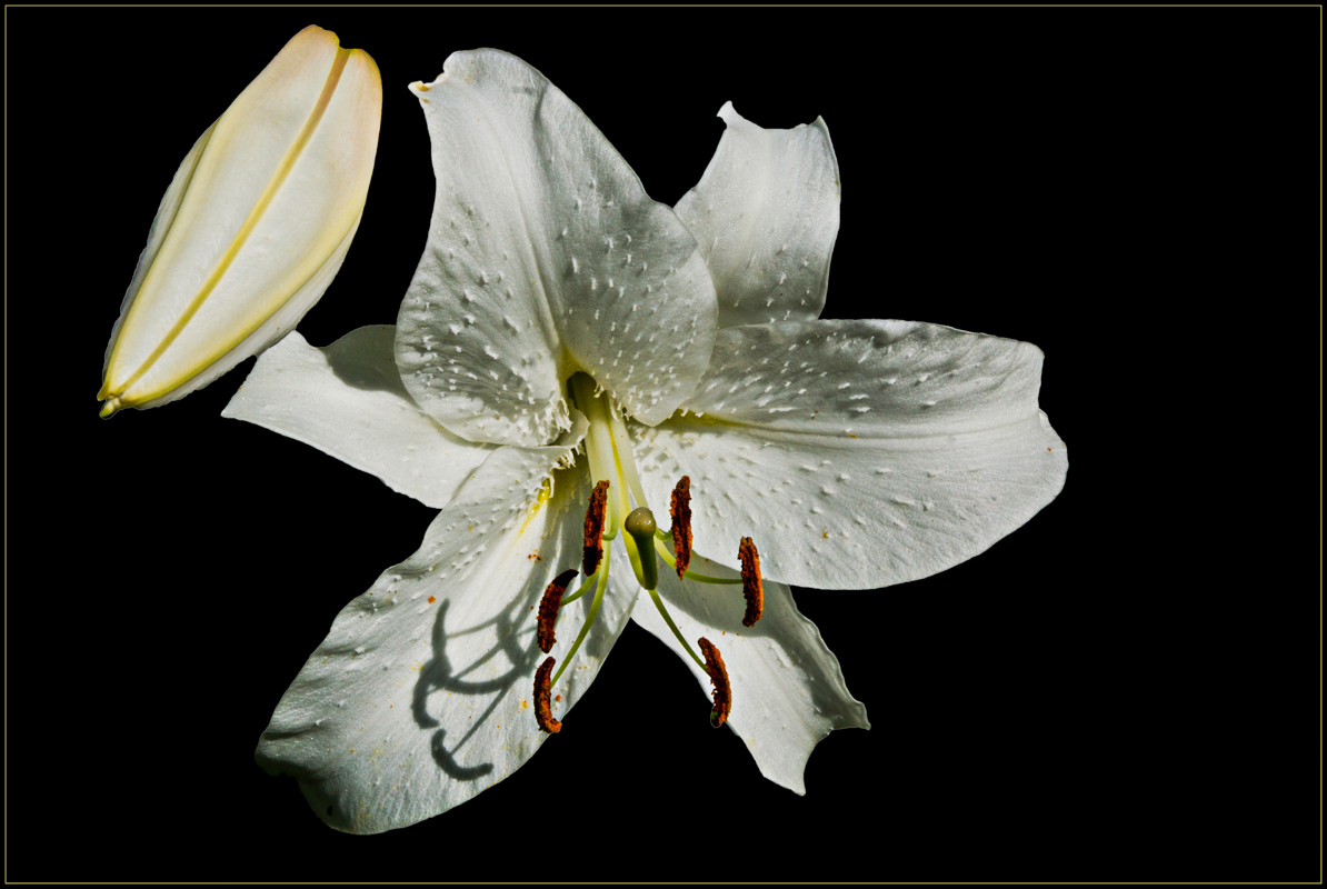 Lilienblüte I