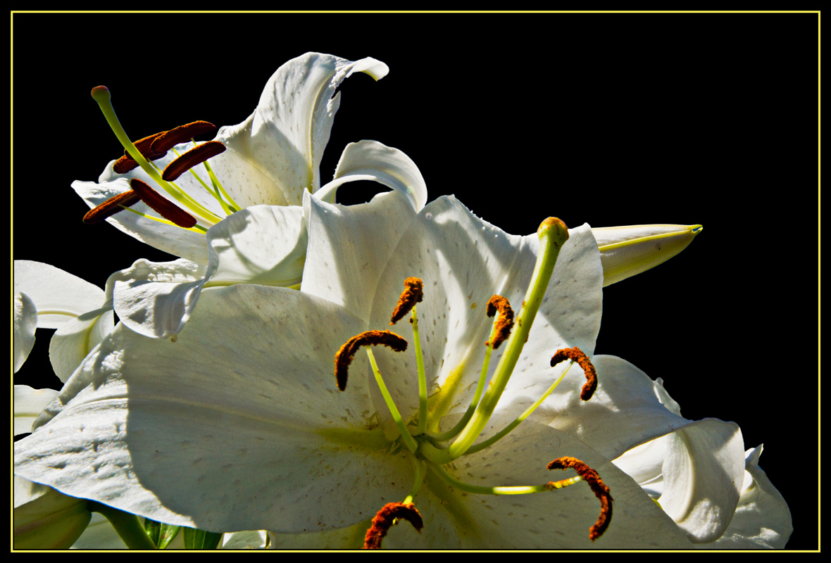 Lilienblüte III