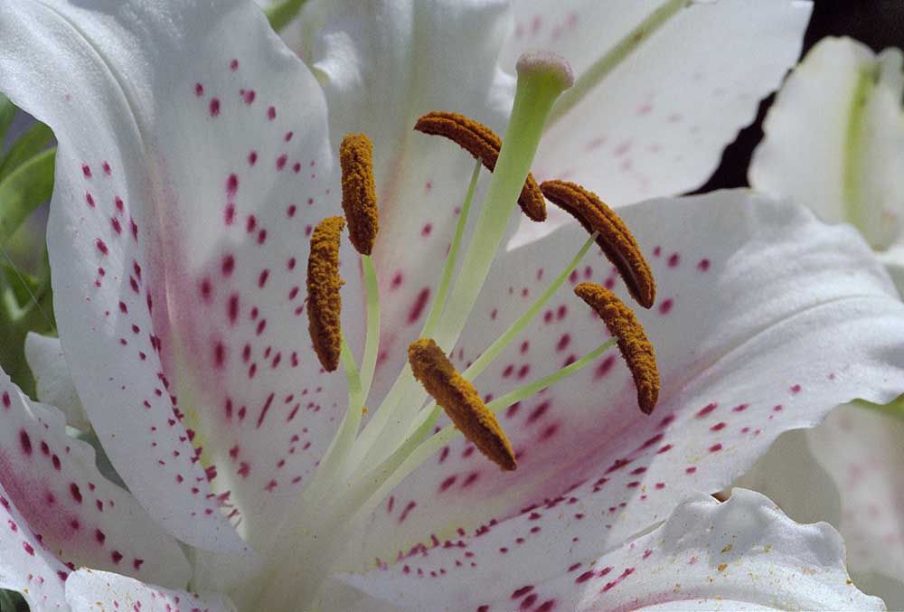 Lilienblüte im Garten