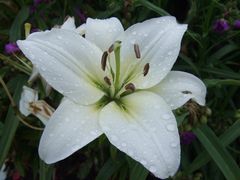 -Lilienblüte im Regen-