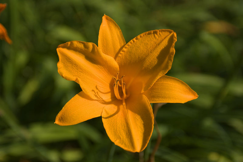 Lilienblüte in der Abendsonne