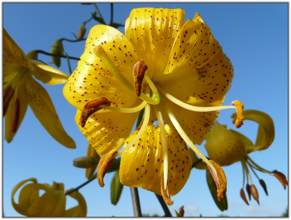 Lilienblüte in der Morgensonne