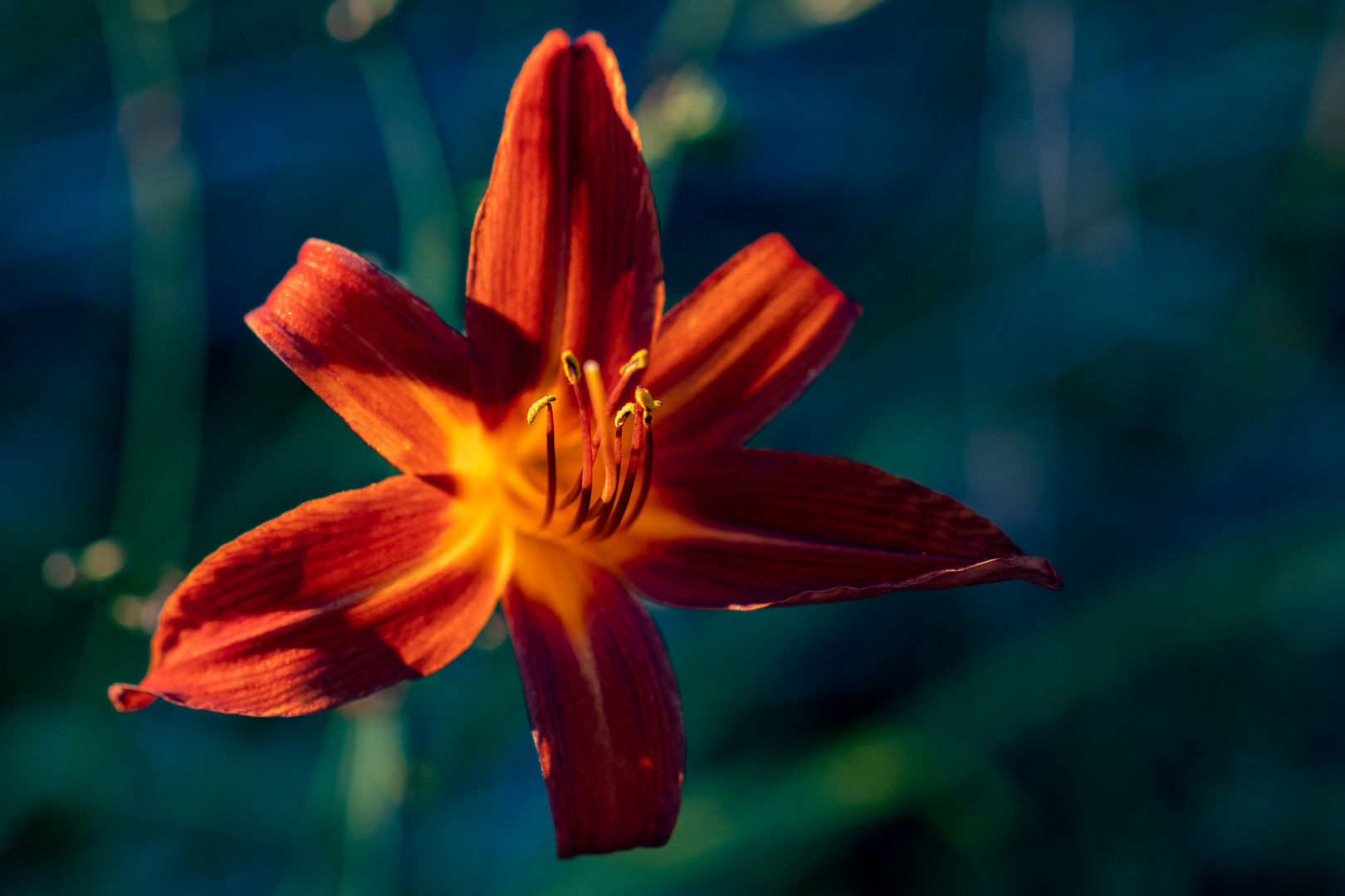 Lilienblüte Mark ii 