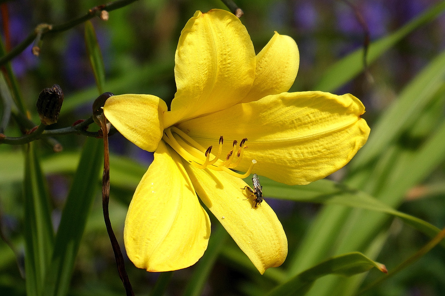 Lilienblüte mit Besuch