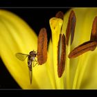 Lilienblüte mit Schwebfliege