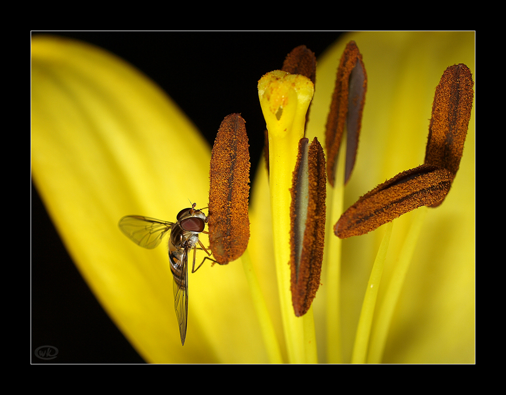 Lilienblüte mit Schwebfliege