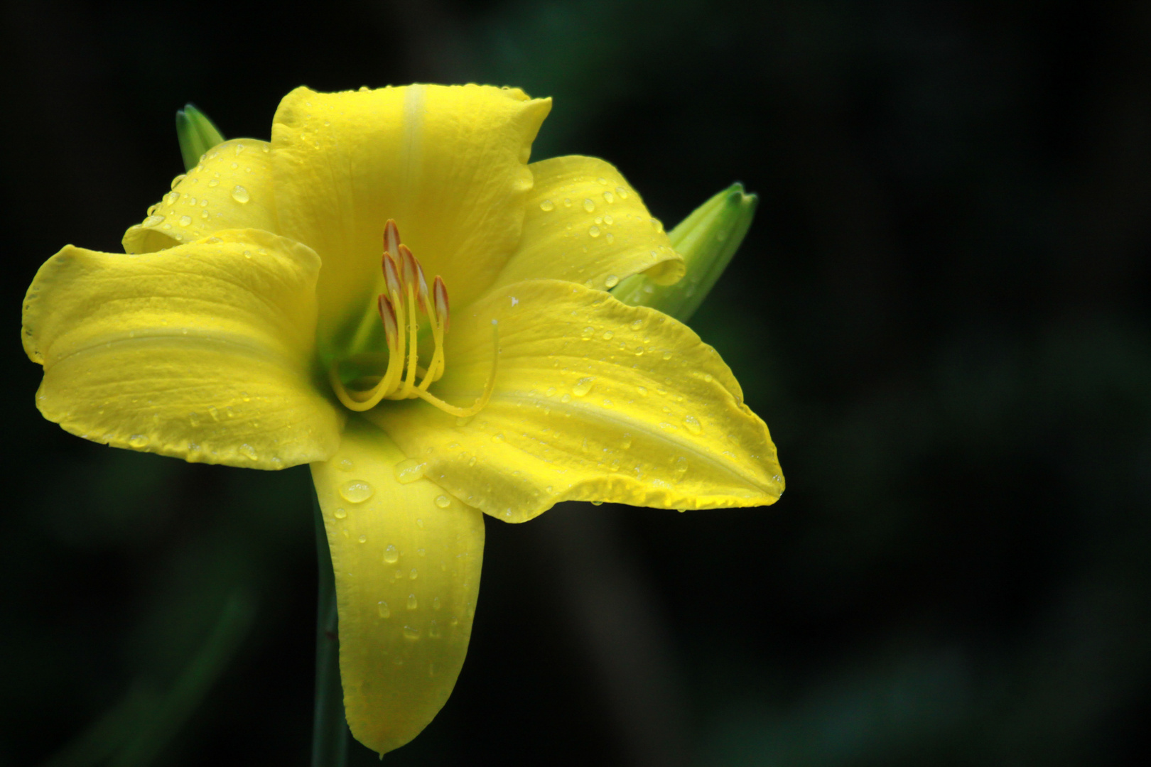 Lilienblüte mit Tröpfchen