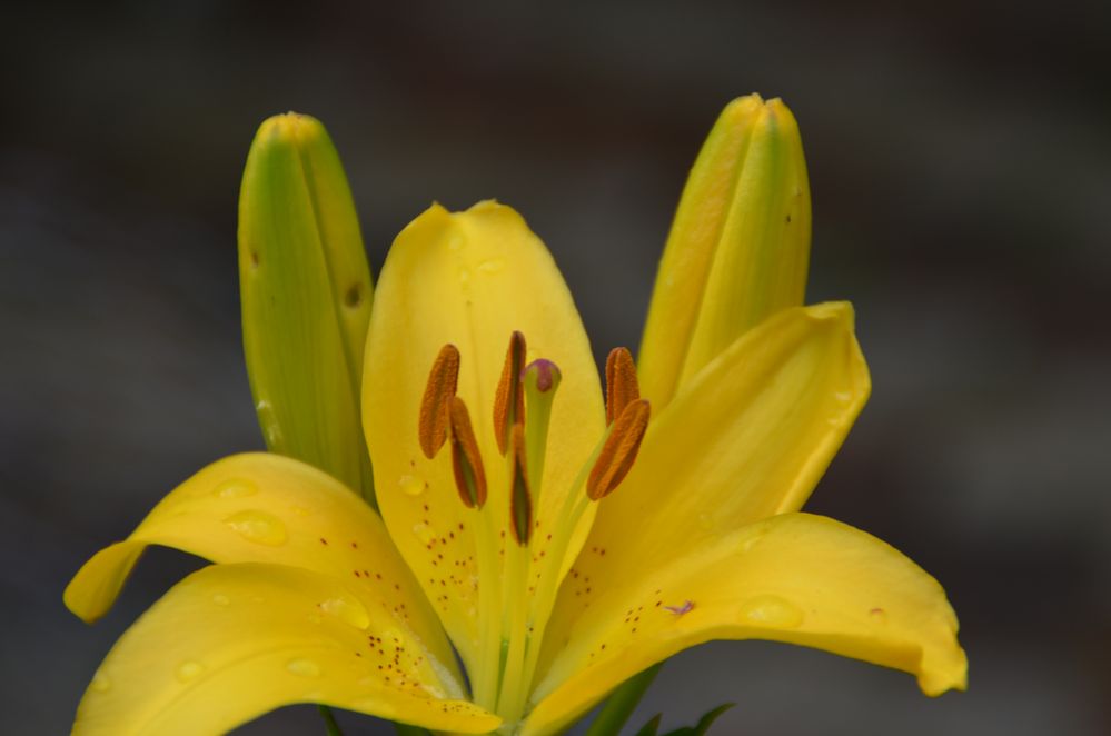 Lilienblüte nach Regen