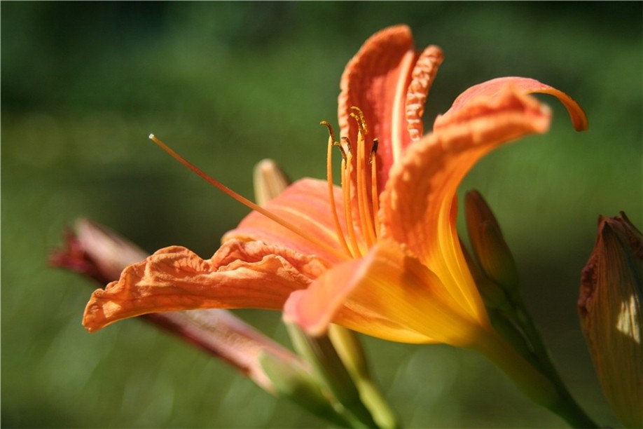 Lilienblüte über dem See