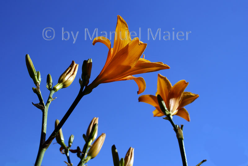 Lilienblüten