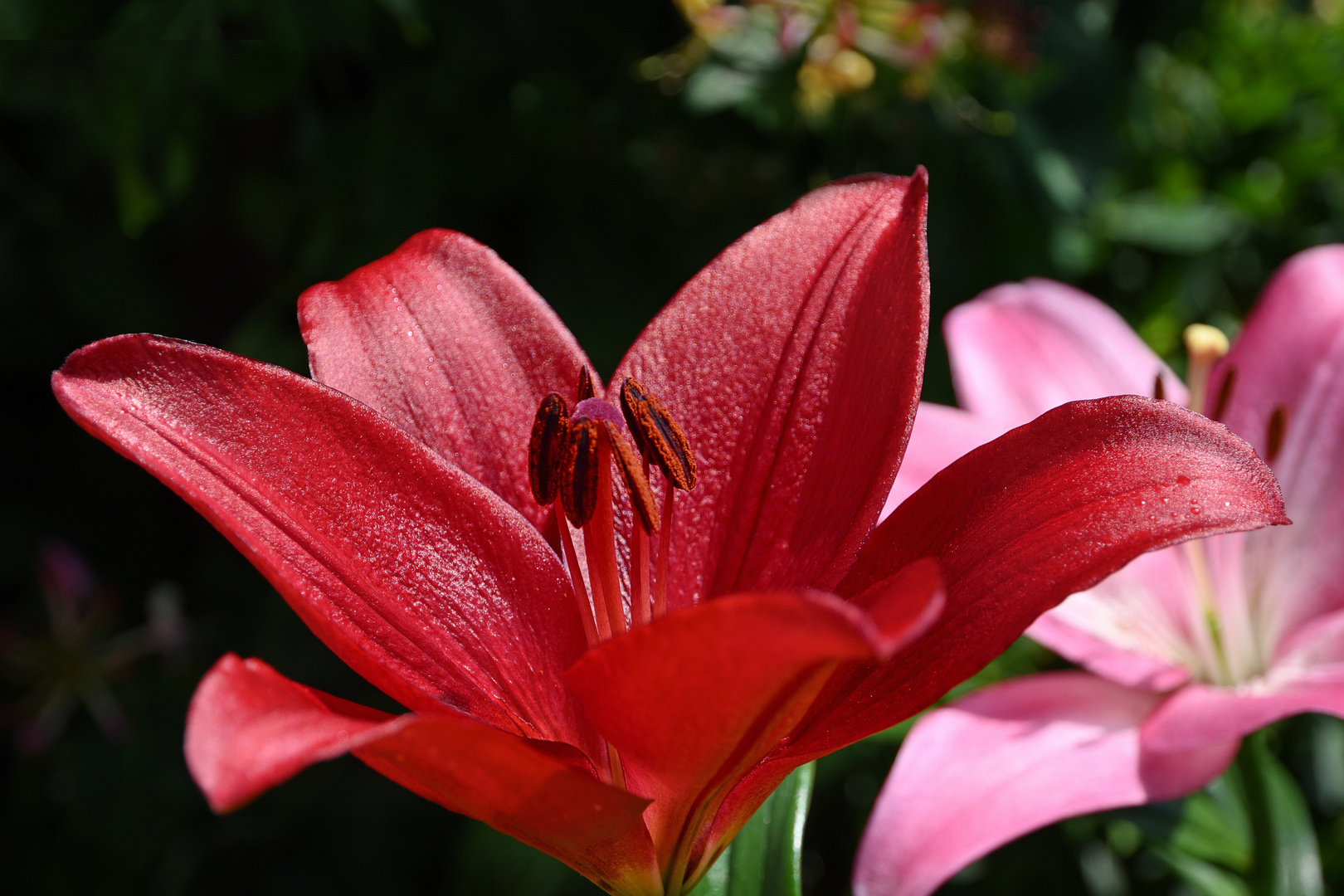 Lilienblüten