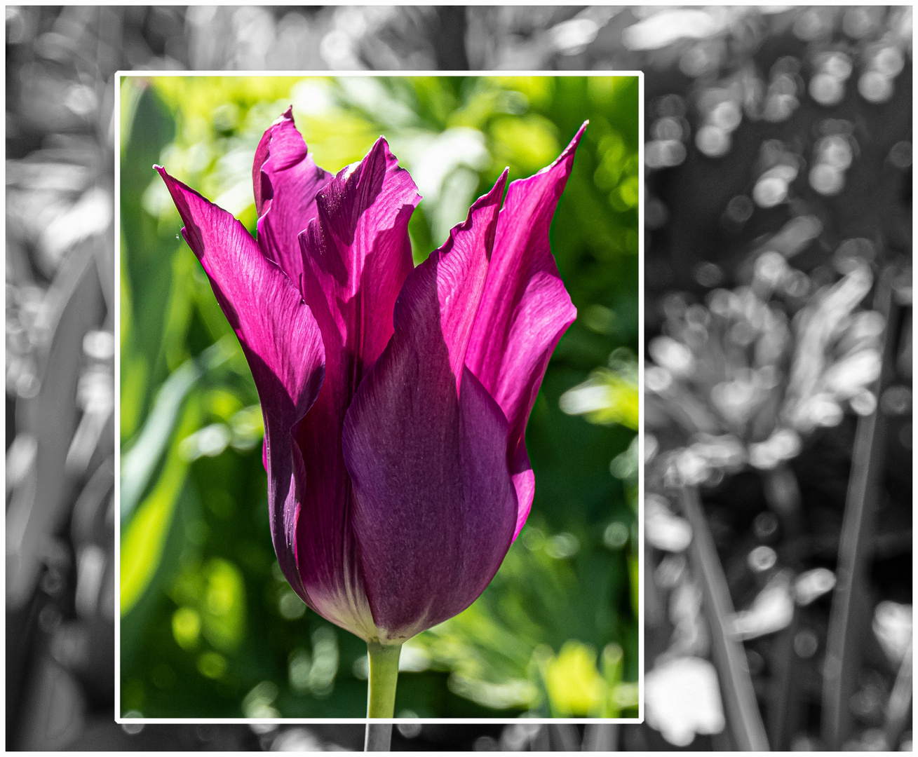 Lilienblütige Tulpe