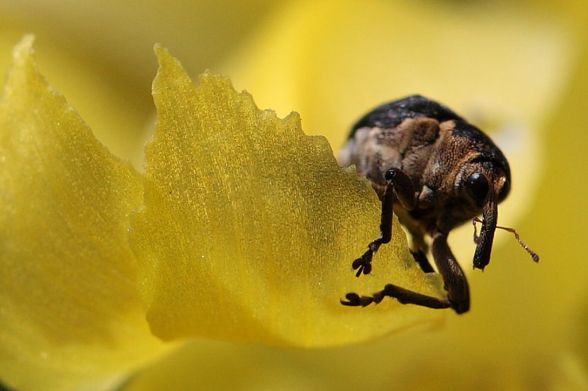 "Lilienbohrer? auf Partnersuche, Dettingen a.d. Erms, Biosphärengebiet schw. Alb