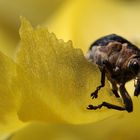 "Lilienbohrer? auf Partnersuche, Dettingen a.d. Erms, Biosphärengebiet schw. Alb