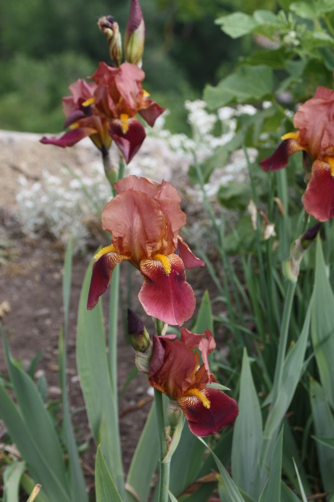 Lilienfamilie im Schloßpark 