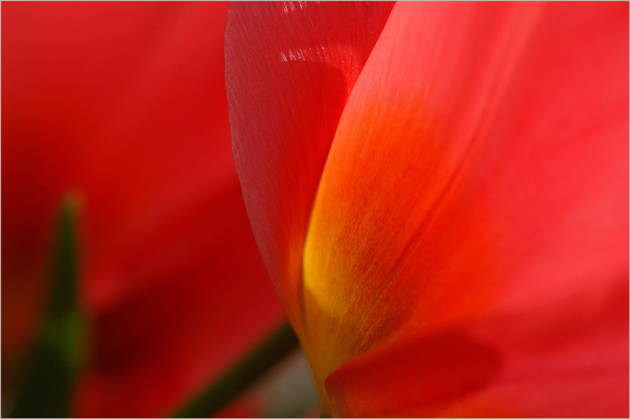 Liliengewächs Foto & Bild pflanzen, pilze & flechten, blüten