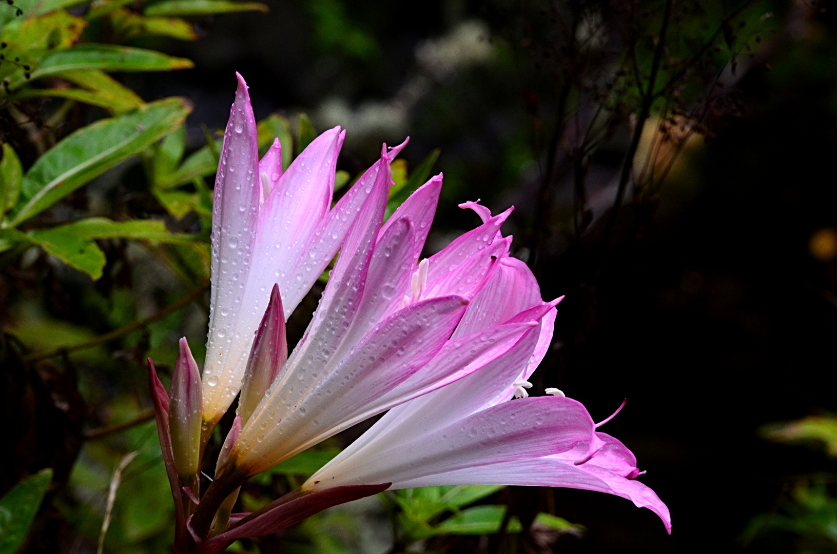 Liliengewächs auf Madeira