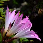 Liliengewächs auf Madeira