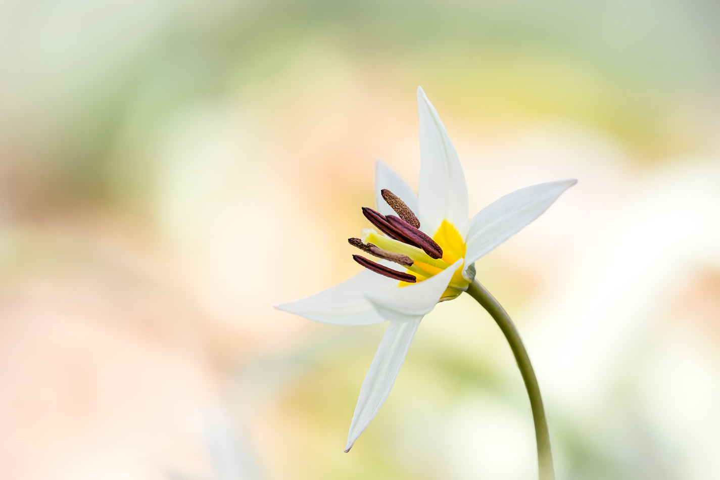 Liliengewächs - Tulipa turkestanica