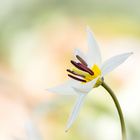 Liliengewächs - Tulipa turkestanica