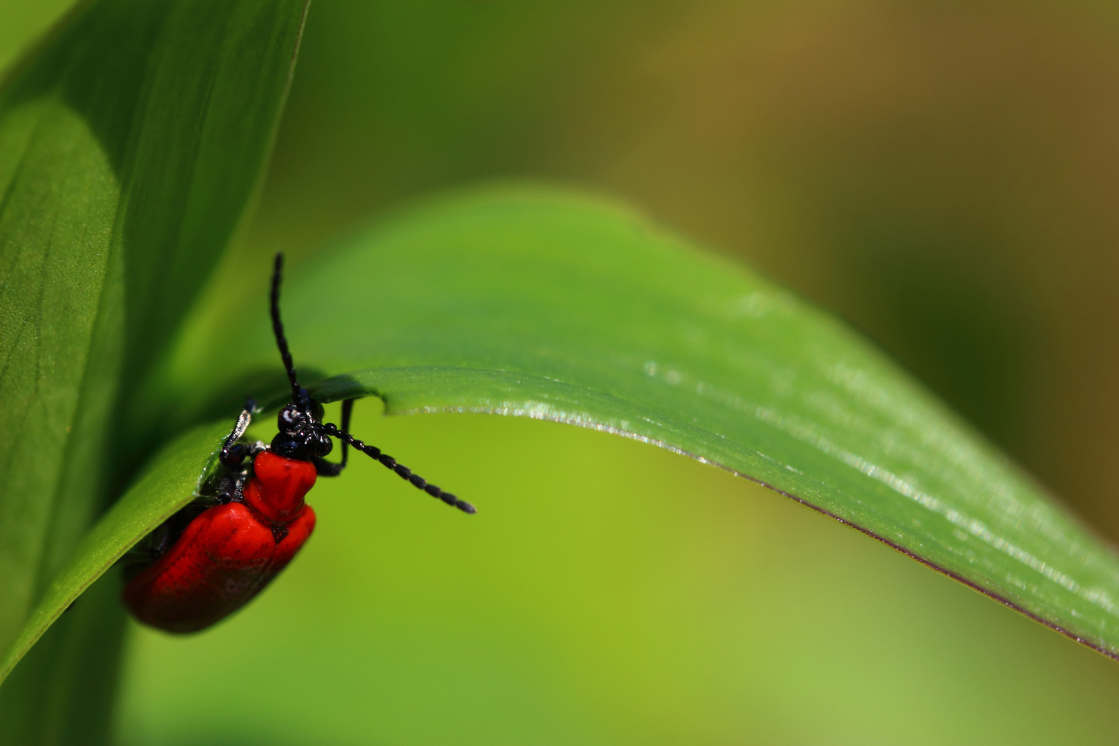 *Lilienhähnchen 05052015* (4)