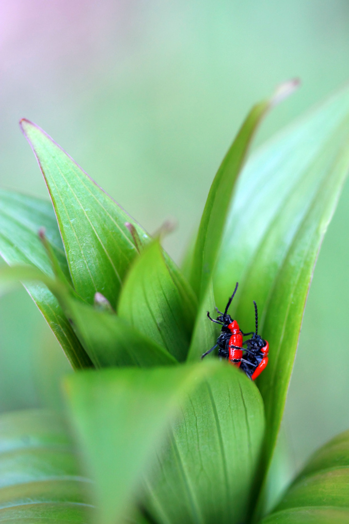 *Lilienhähnchen 05052015* (5)