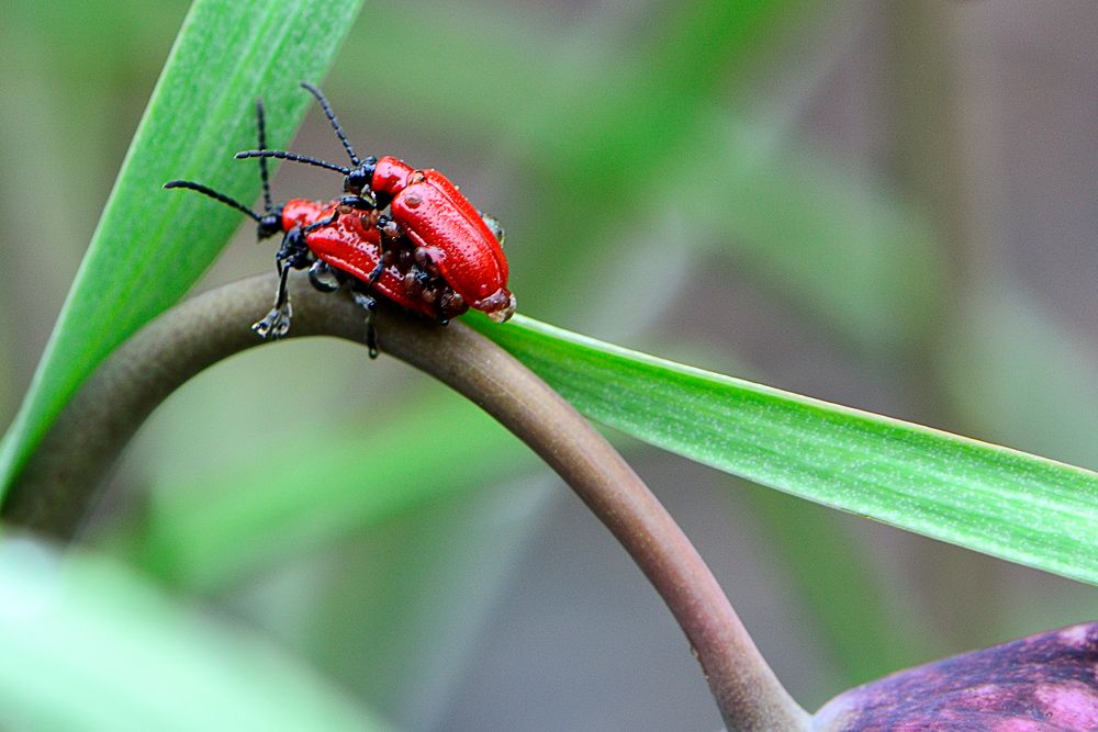 Lilienhähnchen