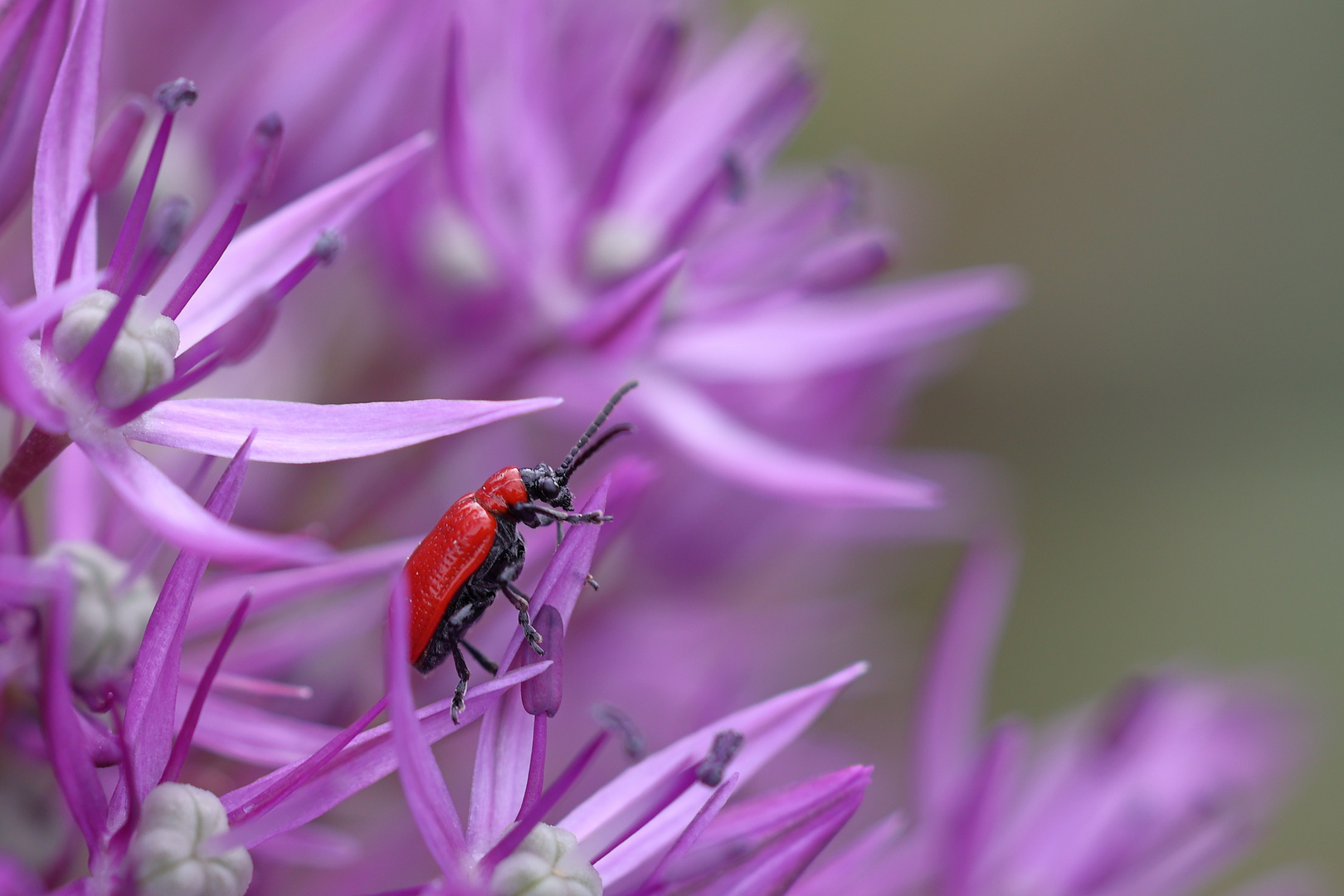 Lilienhähnchen......