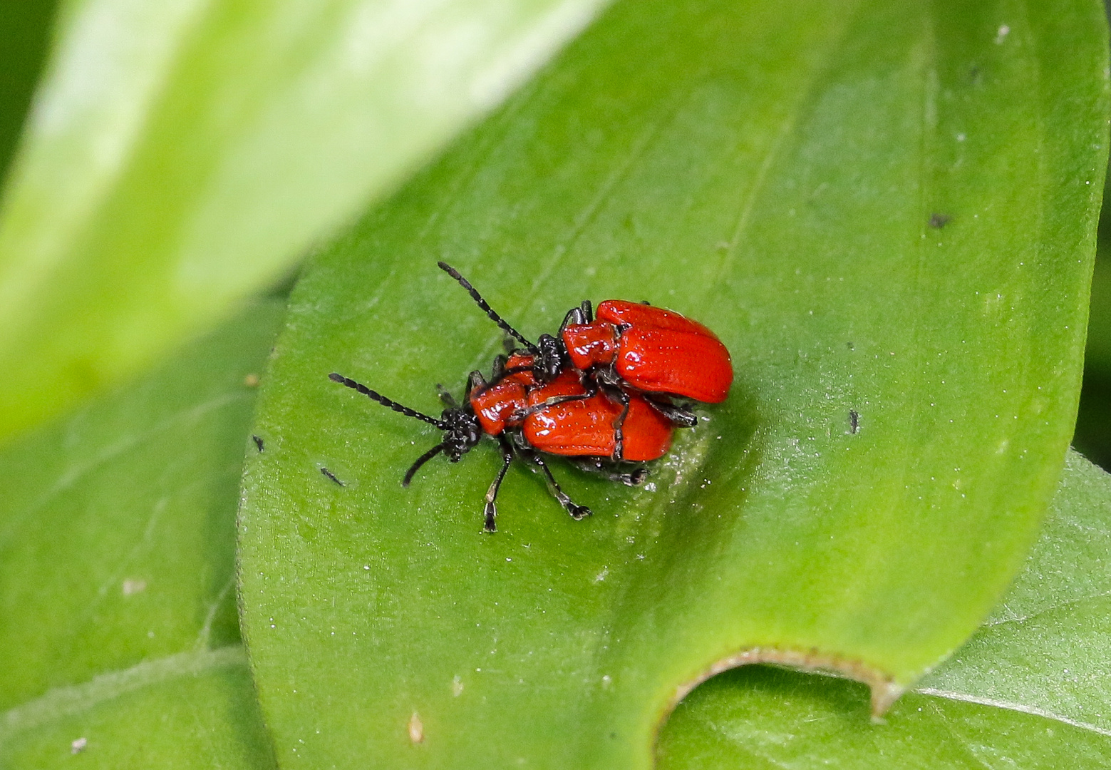 Lilienhähnchen