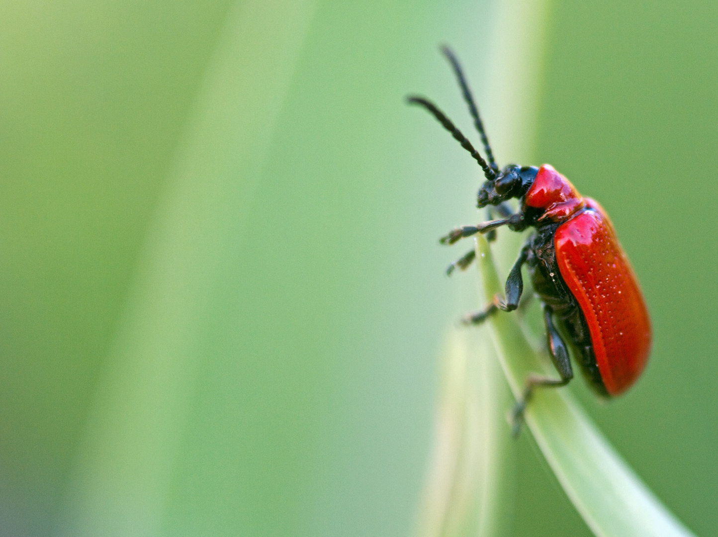 Lilienhähnchen