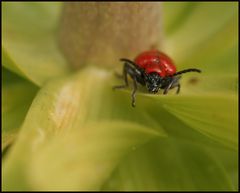 Lilienhähnchen