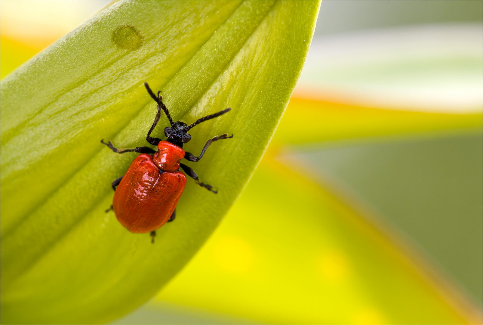 Lilienhähnchen