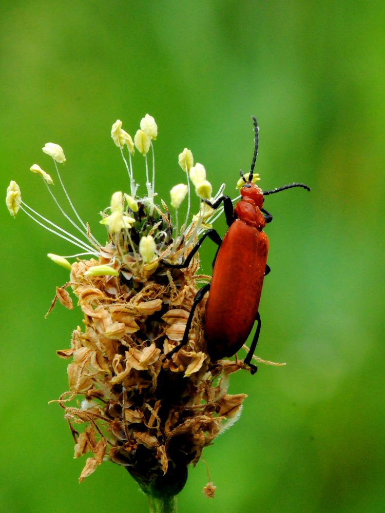 Lilienhähnchen von Sushan 