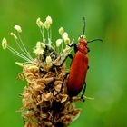 Lilienhähnchen