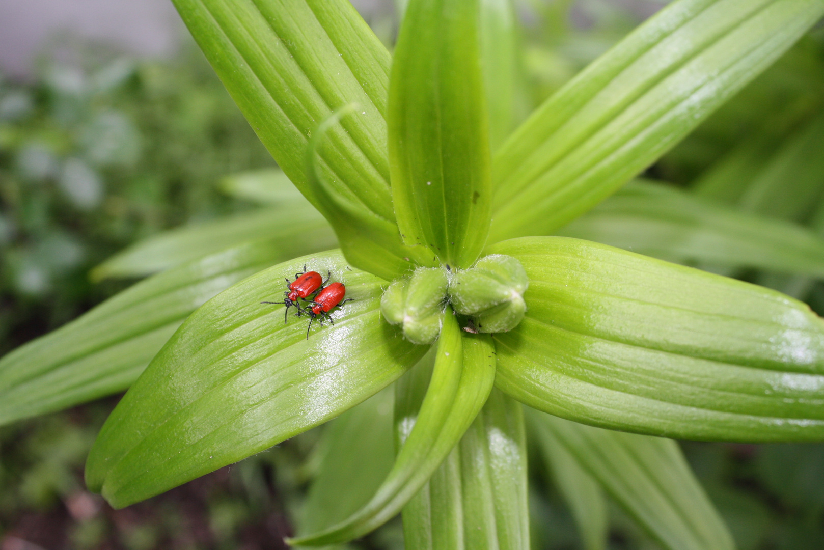 Lilienhähnchen