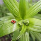 Lilienhähnchen