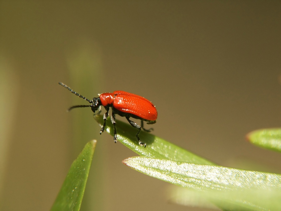 Lilienhähnchen