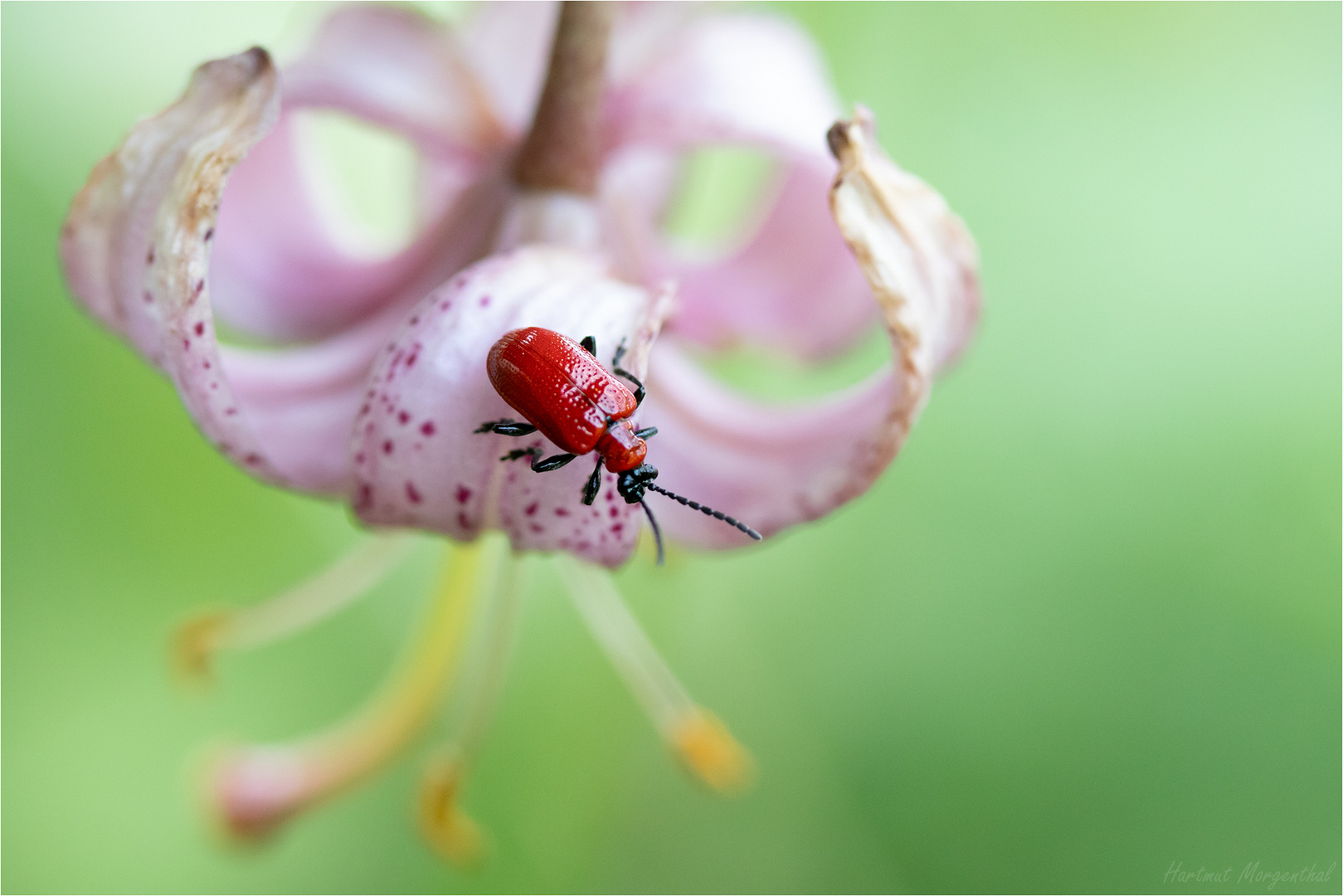 Lilienhähnchen