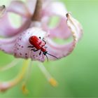 Lilienhähnchen