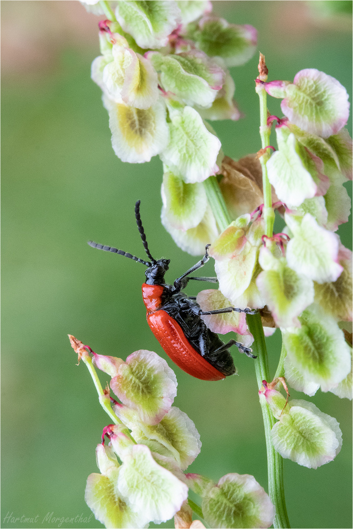 Lilienhähnchen