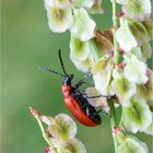 Lilienhähnchen