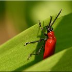 Lilienhähnchen