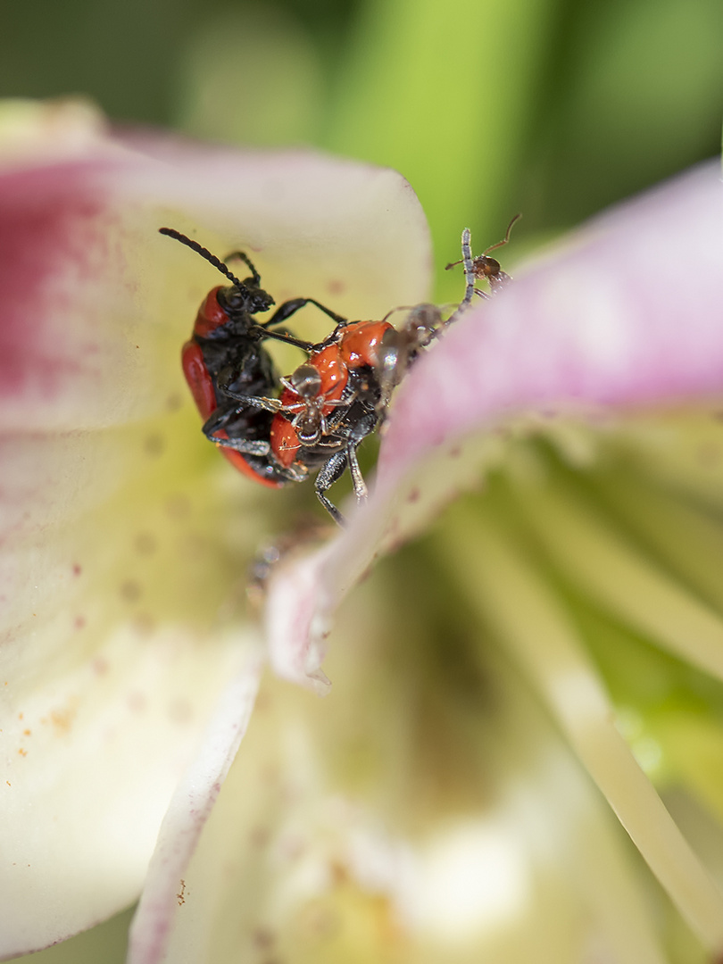 Lilienhähnchen