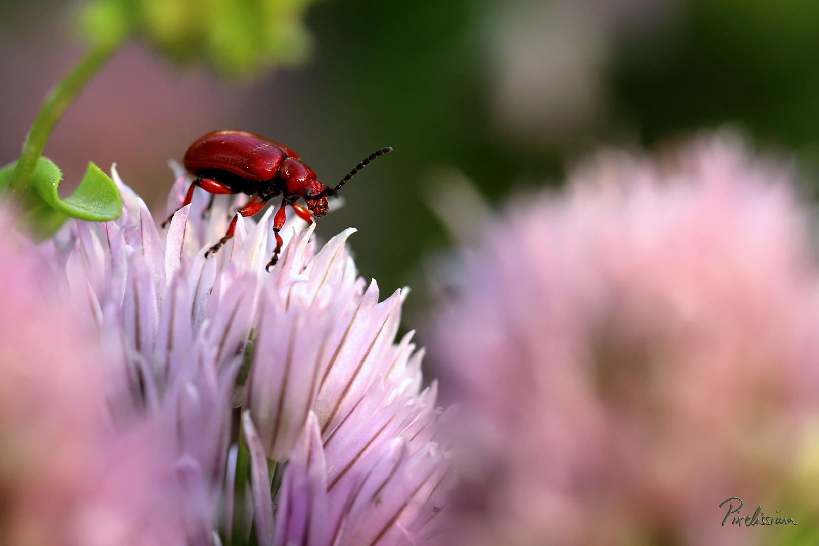 Lilienhähnchen